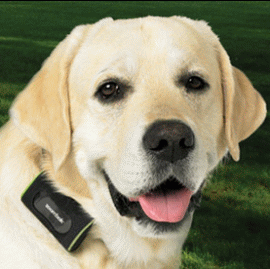 GPS Dog Tracker - Zoombak